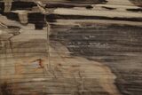 Polished Oligocene Petrified Wood (Pinus) - Australia #212473-1